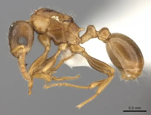 Tetramorium xanthogaster - CASENT0415152