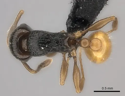 Tetramorium xanthogaster - CASENT0485100