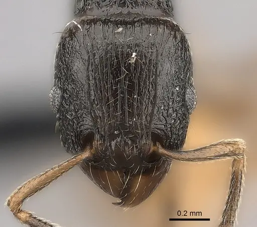 Tetramorium xanthogaster - CASENT0485100