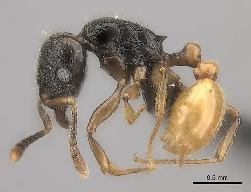 Tetramorium xanthogaster - CASENT0485100