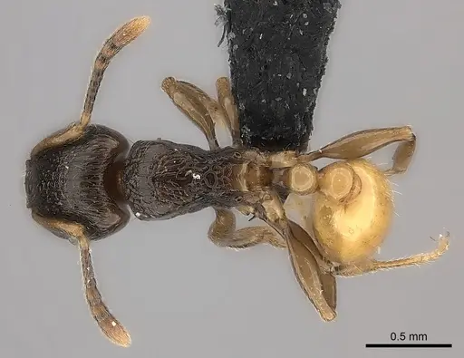 Tetramorium xanthogaster - CASENT0491748
