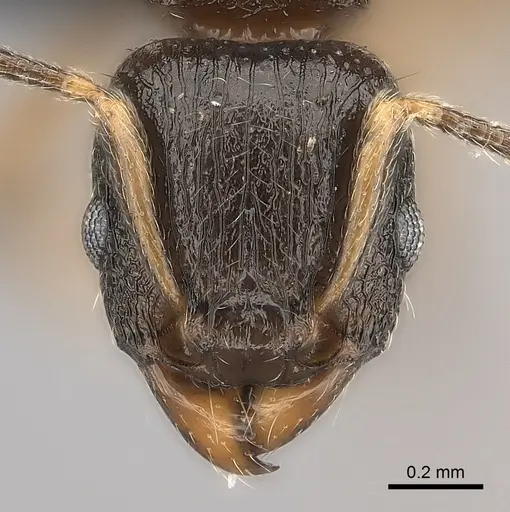 Tetramorium xanthogaster - CASENT0491748