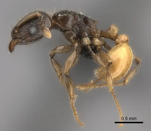 Tetramorium xanthogaster - CASENT0491748