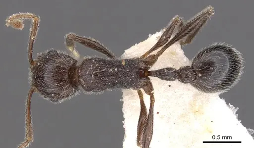 Tetramorium xuthum specimen