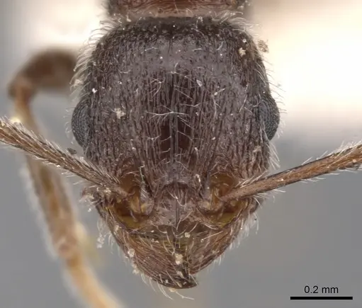 Tetramorium xuthum specimen