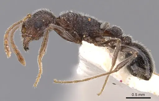 Tetramorium xuthum specimen