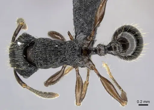 Tetramorium yammer specimen