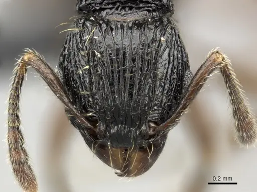 Tetramorium yammer specimen