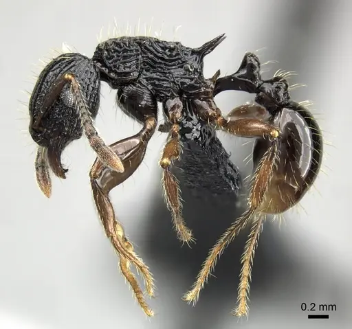 Tetramorium yammer specimen