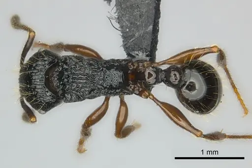 Tetramorium yammer - CASENT0499759