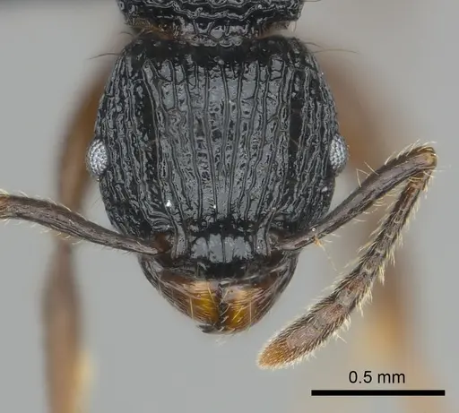 Tetramorium yammer - CASENT0499759