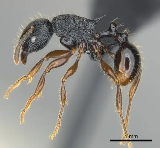 Tetramorium yammer - CASENT0499759