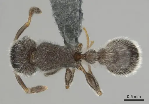 Tetramorium yarthiellum specimen