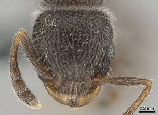 Tetramorium yarthiellum specimen