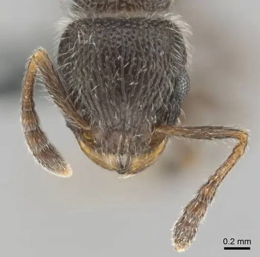 Tetramorium yarthiellum specimen