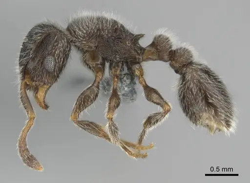 Tetramorium yarthiellum - CASENT0257197
