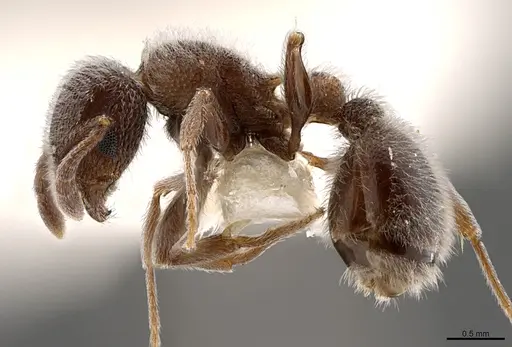 Tetramorium yarthiellum - CASENT0845537