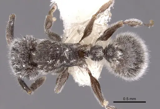 Tetramorium yarthiellum - CASENT0901146