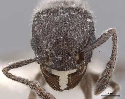 Tetramorium yarthiellum - CASENT0901146