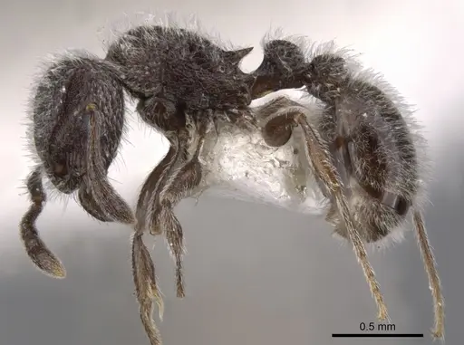 Tetramorium yarthiellum - CASENT0901146