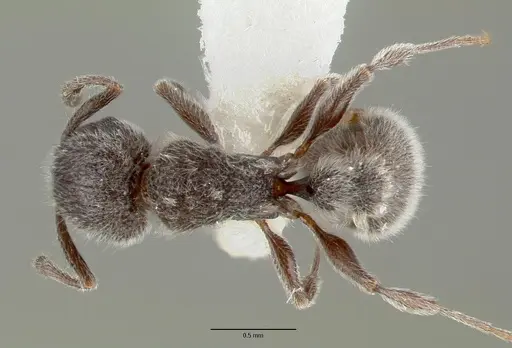 Tetramorium yarthiellum - CASTYPE12545