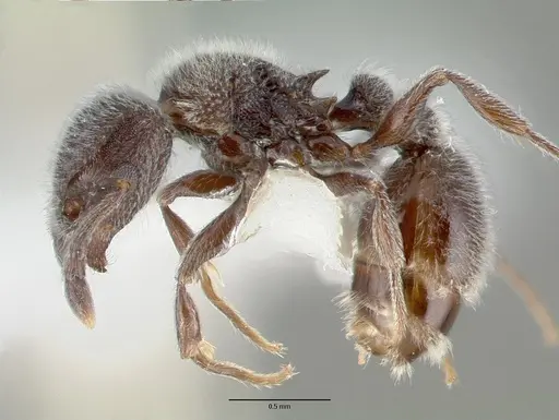 Tetramorium yarthiellum - CASTYPE12545