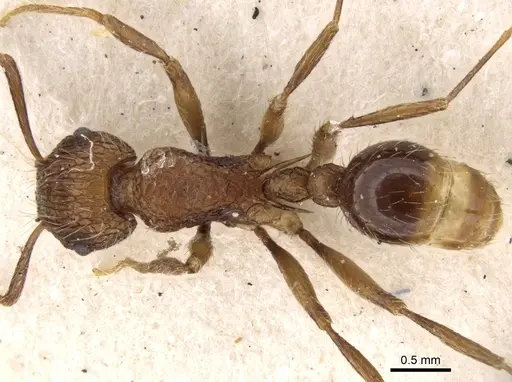 Tetramorium yerburyi specimen