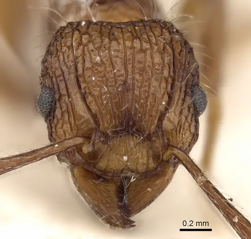 Tetramorium yerburyi specimen