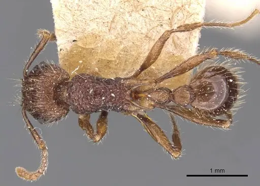 Tetramorium yerburyi - CASENT0909188