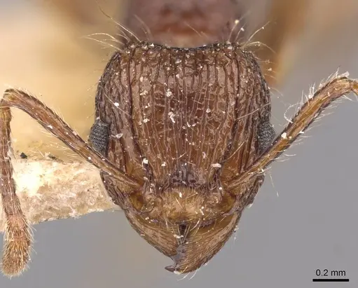 Tetramorium yerburyi - CASENT0909188