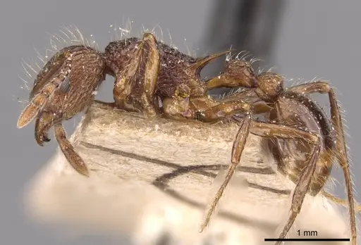 Tetramorium yerburyi - CASENT0909188