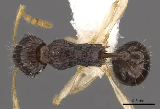 Tetramorium youngi specimen