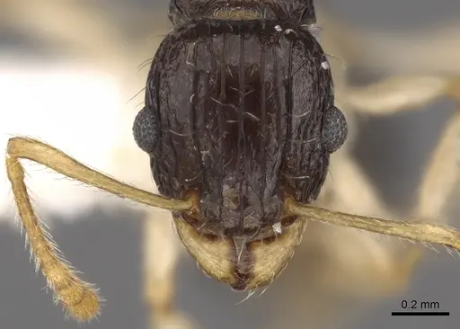 Tetramorium youngi specimen