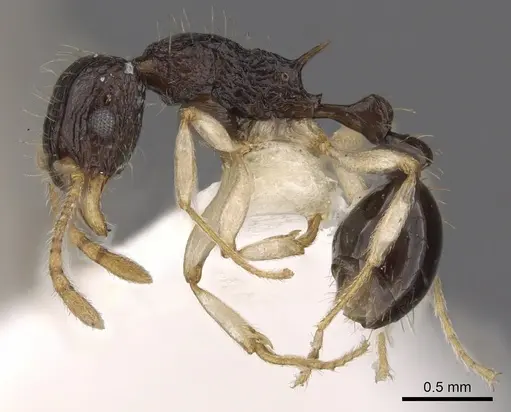 Tetramorium youngi specimen