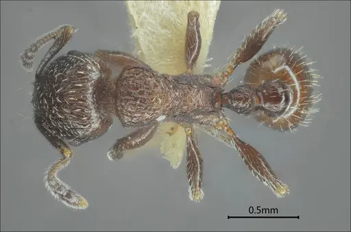 Tetramorium yulongense specimen
