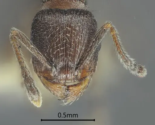Tetramorium yulongense specimen