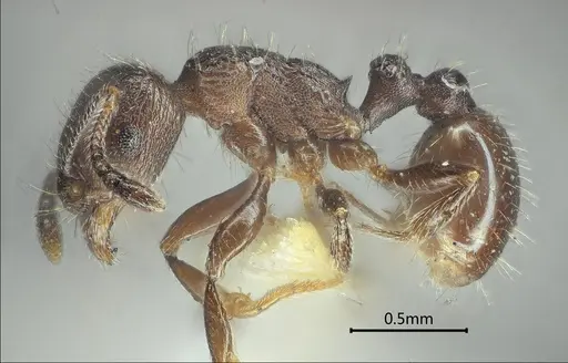 Tetramorium yulongense specimen
