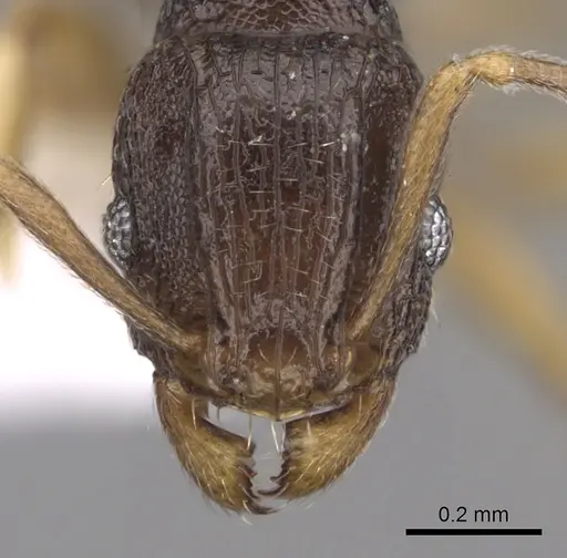 Tetramorium zambezium specimen