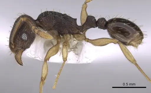 Tetramorium zambezium specimen