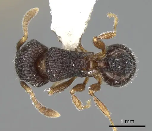 Tetramorium zapyrum specimen