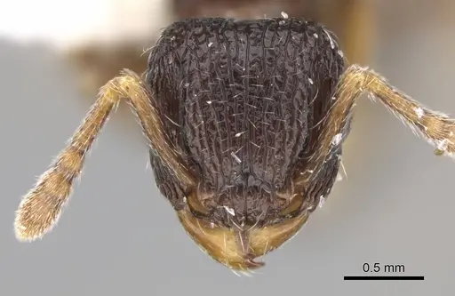 Tetramorium zapyrum specimen