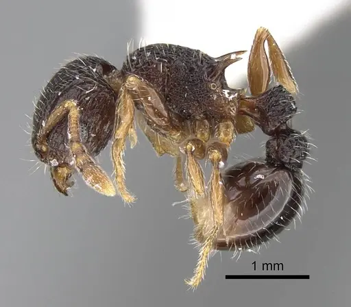 Tetramorium zapyrum specimen