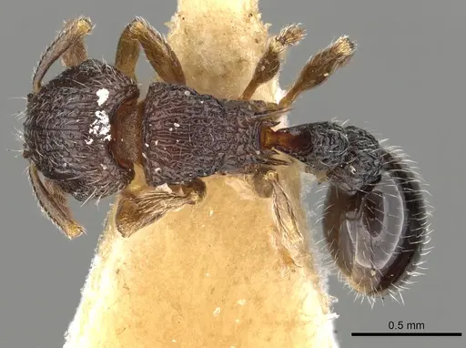 Tetramorium zapyrum - CASENT0901176