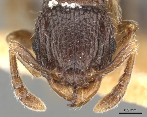 Tetramorium zapyrum - CASENT0901176