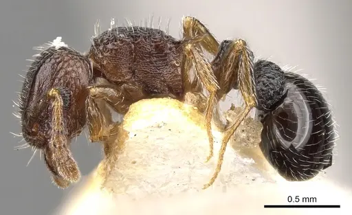 Tetramorium zapyrum - CASENT0901176