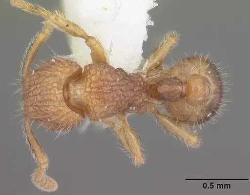 Tetramorium zenatum specimen