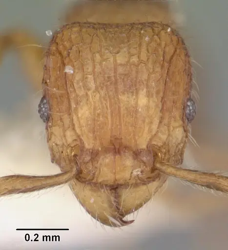 Tetramorium zenatum specimen