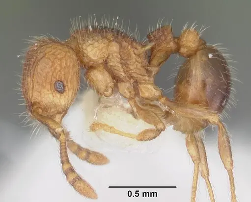 Tetramorium zenatum specimen