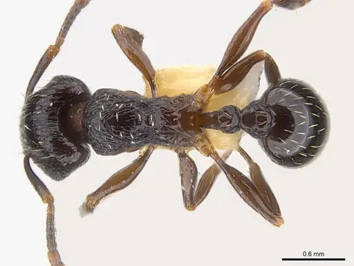 Tetramorium zonacaciae specimen