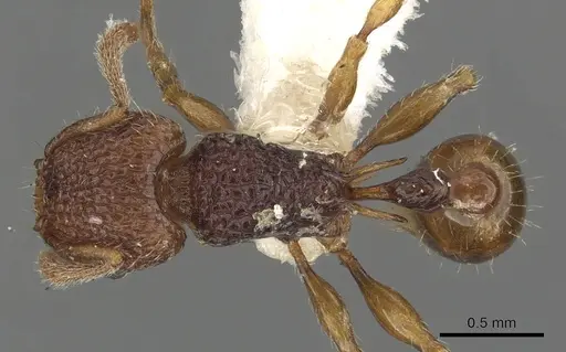 Tetramorium zypidum specimen